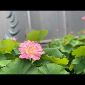 Meet your Posher, Vicky